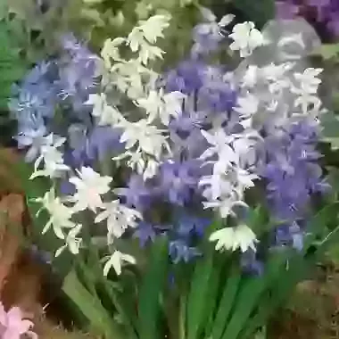 Siberica Mixed